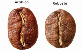 arabica bean and robusta bean next to each other