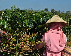 coffee worker picking coffee cherries