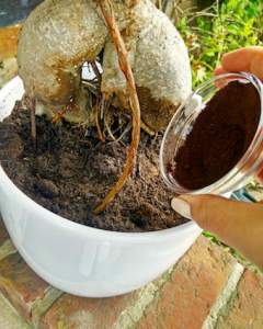 tipping-coffee-grounds-onto-soil-near-plant